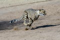 Cheetah running at full tilt Royalty Free Stock Photo