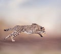 Young Cheetah Running Royalty Free Stock Photo