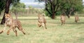 Cheetah running sequence Royalty Free Stock Photo