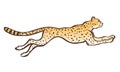 Cheetah running sketch Royalty Free Stock Photo