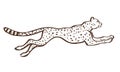 Cheetah running sketch vector Royalty Free Stock Photo