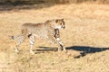 Cheetah running in South Africa, Acinonyx jubatus Royalty Free Stock Photo