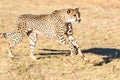 Cheetah running in South Africa, Acinonyx jubatus Royalty Free Stock Photo