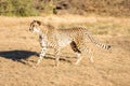 Cheetah running in South Africa, Acinonyx jubatus. Guepardo Royalty Free Stock Photo