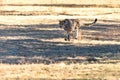 Cheetah running in South Africa, Acinonyx jubatus. Guepardo Royalty Free Stock Photo