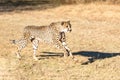 Cheetah running in South Africa, Acinonyx jubatus. Guepardo Royalty Free Stock Photo