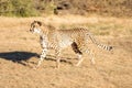 Cheetah running in South Africa, Acinonyx jubatus. Royalty Free Stock Photo