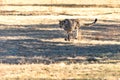 Cheetah running in South Africa, Acinonyx jubatus. Royalty Free Stock Photo