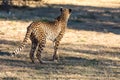 Cheetah running in South Africa, Acinonyx jubatus. Royalty Free Stock Photo