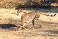 Cheetah running in South Africa, Acinonyx jubatus. Guepardo Royalty Free Stock Photo