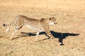 Cheetah running in South Africa, Acinonyx jubatus. Guepardo Royalty Free Stock Photo