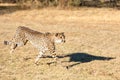 Cheetah running in South Africa, Acinonyx jubatus. Guepardo Royalty Free Stock Photo