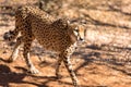 Cheetah running in South Africa, Acinonyx jubatus. Guepardo Royalty Free Stock Photo