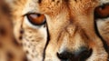 Close-up of cheetah's face with blurred background Royalty Free Stock Photo