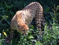 Cheetah`s are large-sized feline inhabiting most of Africa Royalty Free Stock Photo