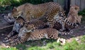 Cheetah`s are large-sized feline inhabiting most of Africa