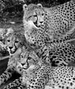 Cheetah`s are large-sized feline inhabiting most of Africa