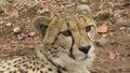 Posing cheetah, Ann van Dyk Cheetah Centre, North West, South Africa