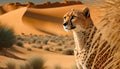 Cheetah in the sand dunes of the Namib desert Royalty Free Stock Photo
