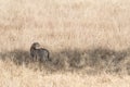 Cheetah in savanna