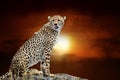 Cheetah on savanna landscape background and Mount Kilimanjaro at sunset Royalty Free Stock Photo