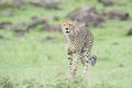 Cheetah on savanna, Masai Mara, Kenya Royalty Free Stock Photo