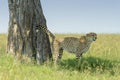 Cheetah scent marking against a tree Royalty Free Stock Photo