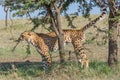 Cheetah Scent Marking Tree, Masai Mara, Kenya Royalty Free Stock Photo