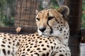 Cheetah. Royalty Free Stock Photo