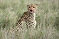 Cheetah - Serengeti, Africa Royalty Free Stock Photo