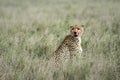 Cheetah - Serengeti, Africa Royalty Free Stock Photo