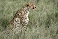 Cheetah - Serengeti, Africa Royalty Free Stock Photo