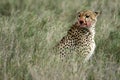 Cheetah - Serengeti, Africa Royalty Free Stock Photo