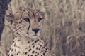 Cheetah in the Serengeti National Park Royalty Free Stock Photo