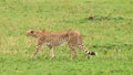 Cheetah in the Serengeti