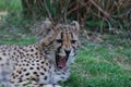 A Cheetah with Sharp Teeth Sunning Royalty Free Stock Photo