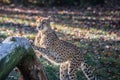 Cheetah Sharpening Claws