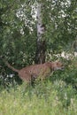 Cheetah shitting in the grass