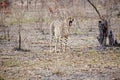 Cheetah showing its teeth Royalty Free Stock Photo