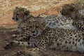 Cheetah siblings resting in shade Royalty Free Stock Photo