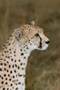Cheetah side view profile Royalty Free Stock Photo