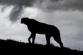 Cheetah Silhouette. Royalty Free Stock Photo