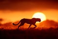 Cheetah silhouette running at sunset in the savanna Royalty Free Stock Photo