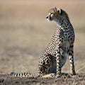 Cheetah sit on the grass and looks afield Royalty Free Stock Photo