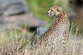 Cheetah sit on the grass and looks afield Royalty Free Stock Photo