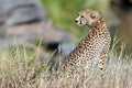 Cheetah sit on the grass and looks afield