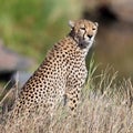 Cheetah sit on the grass and looks afield Royalty Free Stock Photo