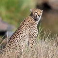 Cheetah sit on the grass and looks afield