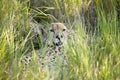 A Cheetah sits in deep green grass of Lewa Wildlife Conservancy, North Kenya, Africa