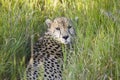 A Cheetah sits in deep green grass and looks into the camera at Lewa Wildlife Conservancy, North Kenya, Africa Royalty Free Stock Photo